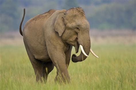 Asian Elephant .